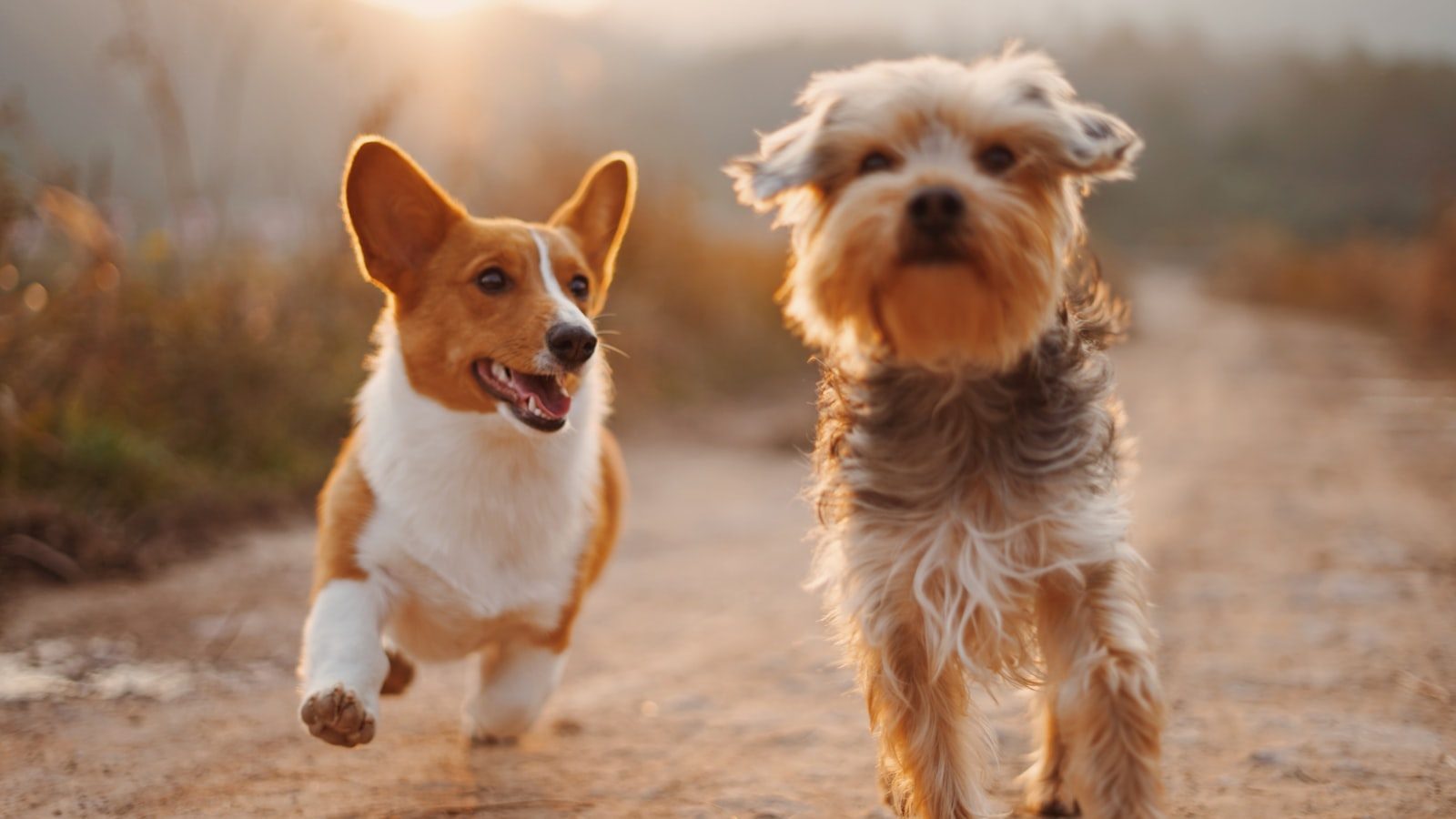 Two dogs outdoors in natural light, warm and calm